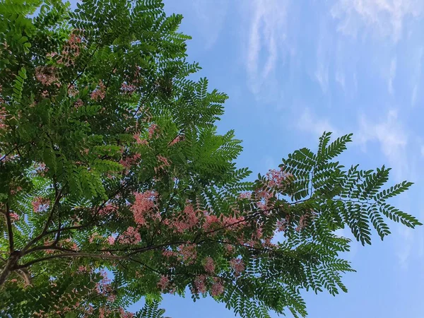 Java Cassia Auspicious Wood Symbol Showing Victory Pink Flowers Bunches — Stock fotografie