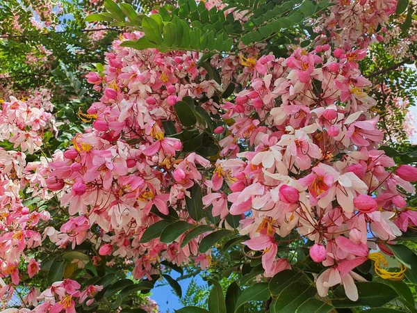 Java Cassia Является Благоприятным Символом Дерева Показывая Победу Розовые Цветы — стоковое фото