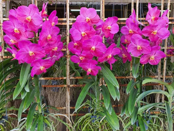 Orchids are classified as monocotyledons. There is a root island or an ingrate living on other trees, many colors are popular as a congratulatory gift. Or used to decorate houses and gardens.