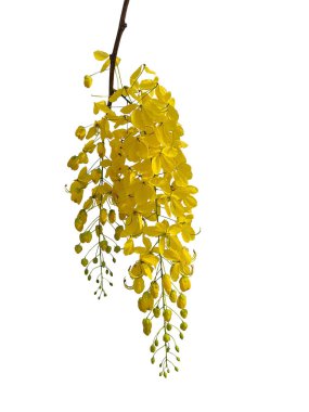 Cassia fistula or Golden Shower Tree is a medium sized perennial. Flowering in a beautiful yellow bouquet, on a white background.
