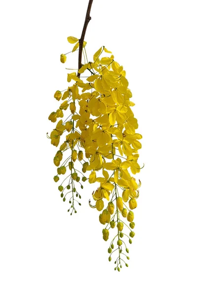 Cassia fistula or Golden Shower Tree is a medium sized perennial. Flowering in a beautiful yellow bouquet, on a white background.