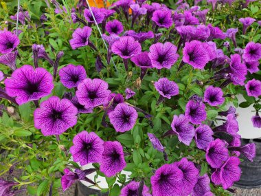 Petunia hybrida veya Petunia Güney Amerika 'nın yerlisidir. Çiçekler huni şeklinde. Farklı renklerde tek bir çiçek ya da çift çiçek vardır..