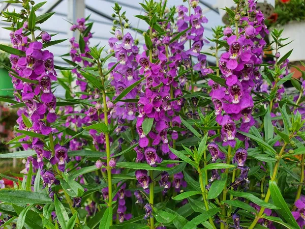 Angelonia ya da Angelonia goyazensis Benth çiçekleri gövde ya da yaprak ekseninde peş peşe çiçek verir. Genellikle aynı anda çiçek açar ve tüm yıl boyunca çiçek açar. Çok güzel renkler vardır..