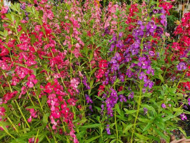 Angelonia ya da Angelonia goyazensis Benth çiçekleri gövde ya da yaprak ekseninde peş peşe çiçek verir. Genellikle aynı anda çiçek açar ve tüm yıl boyunca çiçek açar. Çok güzel renkler vardır..