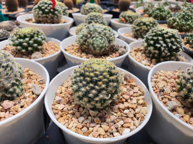 Frailea Mammifera sulu bir kaktüstür, silindirik, kısa, gövdesinde altın dikenler vardır..