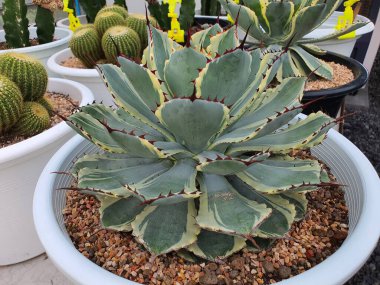 Agave Potatorum cv. Kichiokan Variegata yaprakları gül yapraklarına benziyor. Ucunun keskin bir dikeni var. Gül gibi bir bukette sıralanmış yeşil sıralı sarı dikenler kahverengi ya da turuncu kırmızıdır..
