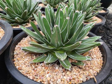 Agave Victoriae-Reginae yaprakları kısa, sert ve yeşil renklidir. Ayırt edici beyaz bir deseni var. Yaprağın ucunda keskin dikenler var..