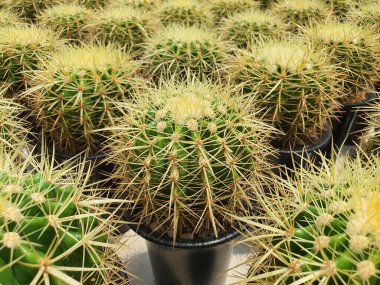 Echinocactus Grusonii veya Golden Barrel kaktüsü Meksika 'nın yerlisidir. Büyük bir kaktüs açık yeşil deri altın sarısı dikenler