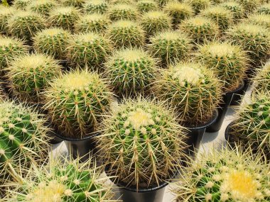 Echinocactus Grusonii veya Golden Barrel kaktüsü Meksika 'nın yerlisidir. Büyük bir kaktüs açık yeşil deri altın sarısı dikenler
