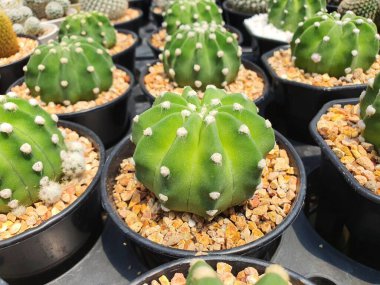 Echinopsis Subdenudata Cacti, Güney Amerika 'nın bazı bölgelerine özgüdür. Küresel, beyaz çiçekli dikenler..