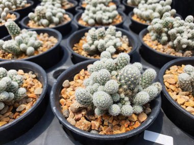 Escobaria Sneedii nadir bulunan bir kaktüs türüdür. Gövde kümeler halinde yeşil ve beyazdır. Dikenler beyaz, tilki kuyruğunu andırıyor..