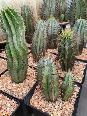 Euphorbia Horrida, Güney Afrika 'da yetişen bir kaktüs türüdür..