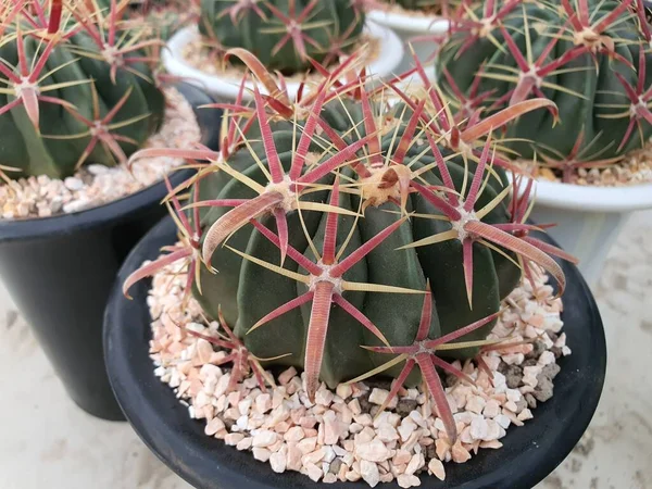 Meksika 'ya özgü bir kaktüs olan Ferocactus Latispinus, kırmızı ile beyaz arasında değişen dikenli dikenleri olan yeşil bir kaktüstür..