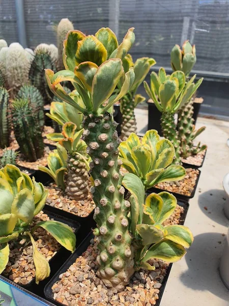 Euphorbia Poissonii Variegata sulu bir çalılıktır. Dalları var. Yeşil ve sarı. Bagajda beyaz kauçuk var.