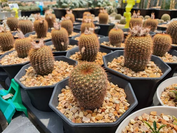 Frailea Mammifera sulu bir kaktüstür, silindirik, kısa, gövdesinde altın dikenler vardır..