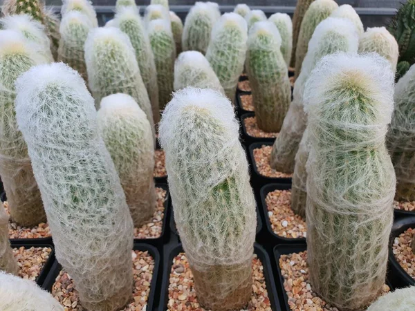 Espostoa Lanata Cactus Alto Crecimiento Lento Cubierto Pelos Filamentos Blancos — Foto de Stock