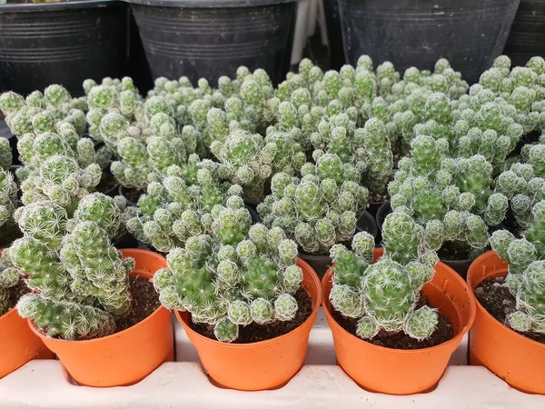 Escobaria Sneedii is a rare species of cactus. The trunk is green and white in clumps. The thorns are white, resembling a foxtail.