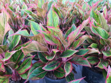 Yaprakların her tarafına yeşil yapraklar saçılmış Aglaonema Commutatum. Yaprakların kenarları pembe, kırmızı. Ağacın hayırlı ve müreffeh olduğuna inanılır. havayı temizleyebilir.