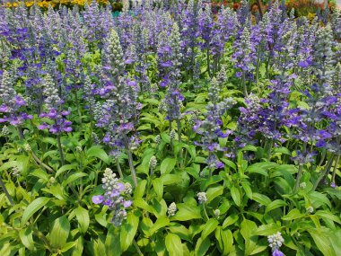 Scutellaria incana, dikleşmiş dalları, gölgelikleri, tek yaprakları, demet halinde mor ve beyaz çiçekleri olan, süs bitkisi olarak yetiştirilen bir ağaçtır..