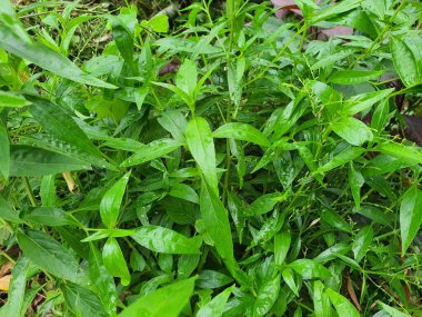 Andrographis paniklemesi iki yıllık bir bitkidir. Hindistan ve Sri Lanka 'ya özgü, tıbbi etkisi olan bir Tayland bitkisi. Solunum hastalığı, boğaz ağrısı ve Covid-19 'u durdurmak için tedavi.