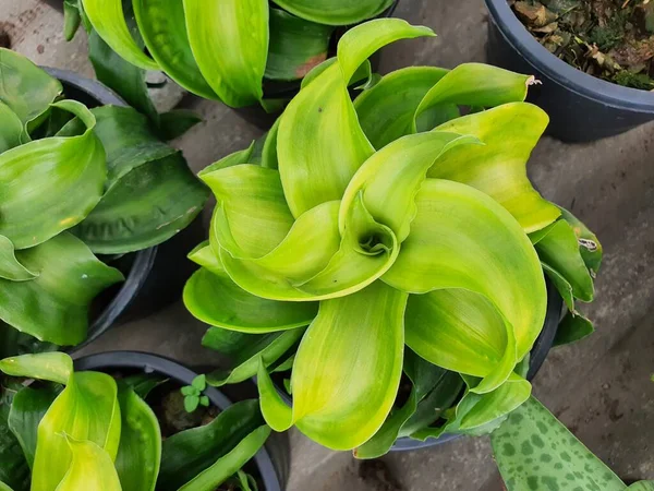 Dracaena güzel kokulu silindirik gövdeler, tek yapraklar bölünmüş, sivri yapraklarla bir daire şeklinde istiflenmiş. Şans, şans, servet, şans ve para getiren süs bitkisi olduğuna inanılır..