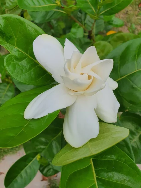 Gardenia Jasminoides Keř Tenkými Stonky Bílé Překrývající Okvětní Lístky Voňavé — Stock fotografie