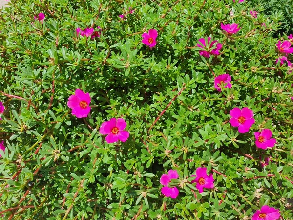 Portulaca is a herbaceous plant, succulent, ground cover, creeping in the soil, single leaves, multi-colored flowers, flowers bloom in the late.