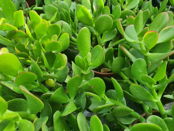 Crassula Ovata or Jade Plant is a succulent plant. The leaves are thick green. The flowers are pink or white like a star. It is believed to be a tree that brings good luck. Money, fortune, wealth