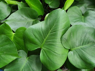 Monstera Deliciosa çiçekçiler arasında popüler bir süs bitkisidir. Yapraklar kalp şeklinde, koyu yeşil..