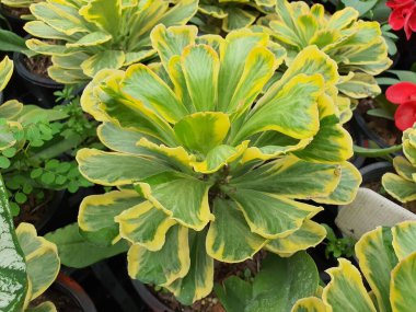 Euphorbia Poissonii Variegata sulu bir çalılıktır. Dalları var. Yeşil ve sarı. Bagajda beyaz kauçuk var.