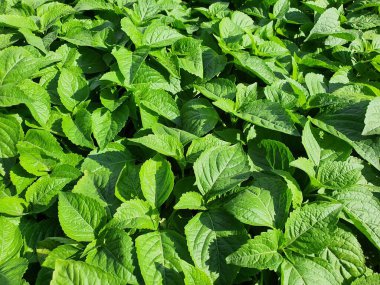 Cuminum cyminum tıbbi bir bitkidir. Yemek ve baharatlar için kullanılır, baharatlı, acı bir tadı vardır, rüzgar için kullanılabilir, iyi maluliyet, balgam yağı, temel yağ olarak çıkarılabilir..