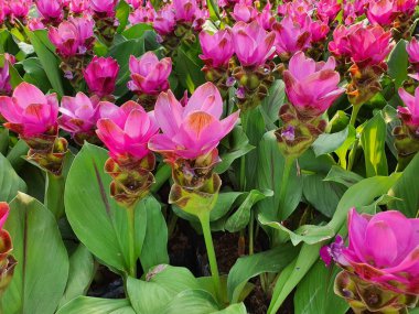 Siam lale çiçeği veya Curcuma Alismatifolia Gagnap 'ın rizom kökleri, pembe ve beyaz çiçekleri vardır, yenilebilir. Lale gibi çiçekler. Evinizi süslemek için çiçek getirebilirsiniz..