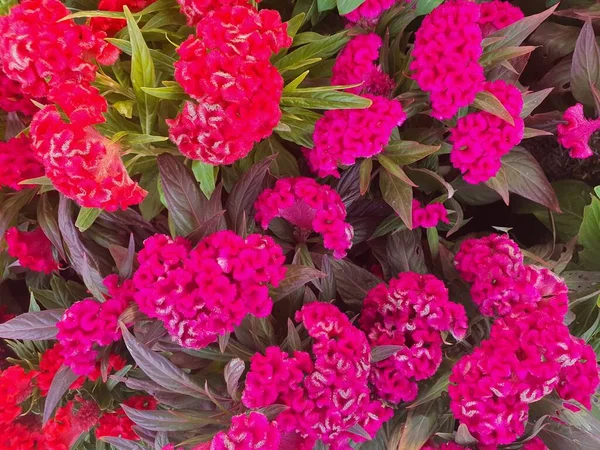 Celosia Argentea Var Pequeño Arbusto Una Sola Hoja Las Flores — Foto de Stock