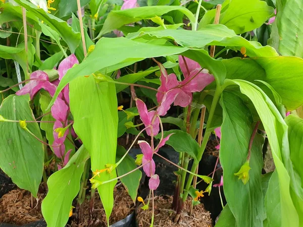 Globba Winitii Tiene Flores Rosas Blancas Amarillas Panículas Con Rizomas —  Fotos de Stock