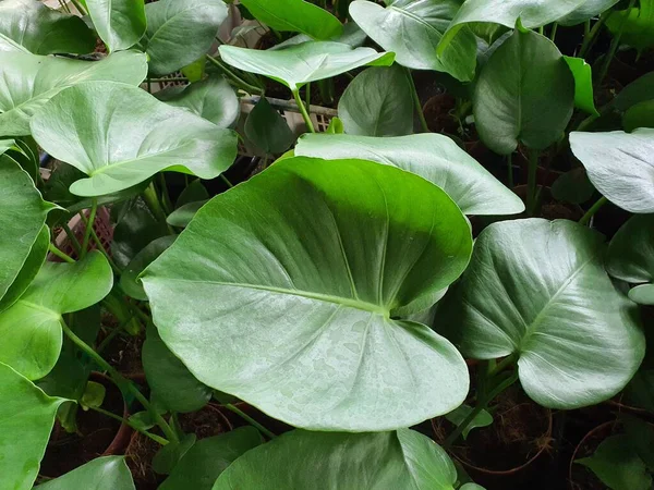 Monstera Deliciosa Una Planta Ornamental Popular Entre Los Floristas Decorar —  Fotos de Stock