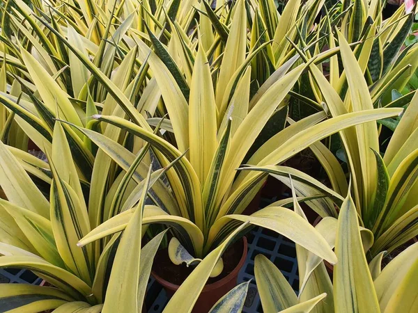 Dracaena Trifasciata Una Planta Bienal Tienen Rizomas Subterráneos Color Amarillo — Foto de Stock