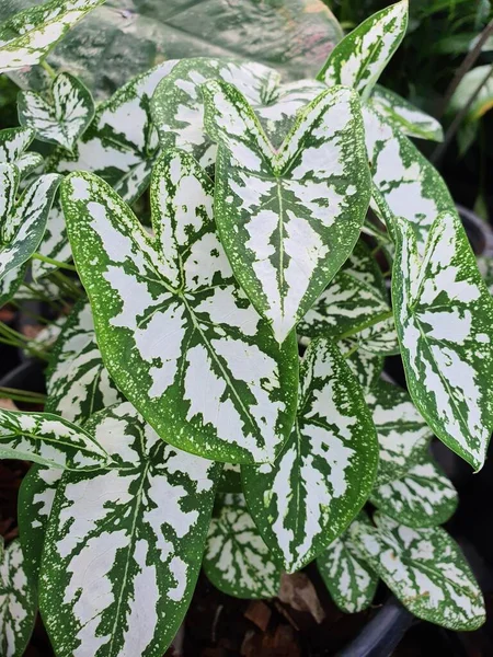 Caladium Een Ondergrondse Wortelstok Hartvormig Boeket Zijn Verschillende Patronen Afhankelijk — Stockfoto