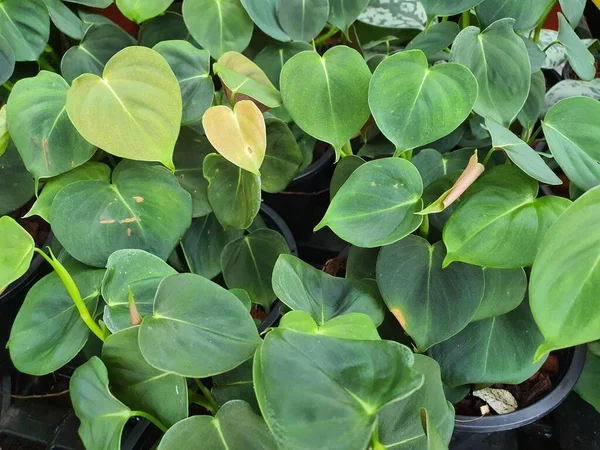 Peperomia Obtusifolia Hojas Verdes Brillantes Árbol Purificador Aire Que Popular —  Fotos de Stock