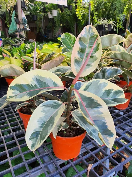 Ficus elastica Roxb. Eski Hornem. 'variegata' tek, alternatif, parlak yeşil ve yüzünde sarı çizgiler var. Çok yıllık bir bitkidir. Beyaz lateks zehirlidir. Silgi yapmak için lateks kullan.