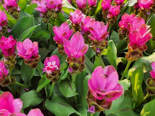 siam tulip flower or Curcuma Alismatifolia Gagnap has rhizome roots, pink and white flowers, edible. tulip-like flowers You can bring flowers to decorate your home.