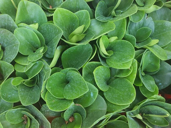 Peperomia Obtusifolia Hojas Verdes Brillantes Árbol Purificador Aire Que Popular —  Fotos de Stock