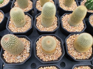 Mammillaria Spinosissima uzatılmış ya da silindirik kaktüs. Kırmızı-kahverengi ya da beyaz dikenler vardır. Genellikle süs bitkisi olarak yetiştirilir..