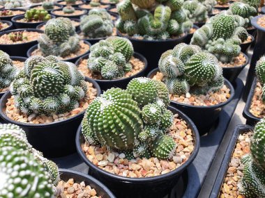 Notocactus Scopa cv. Inermis Cristata çok şekilli yeşil sulu bir kaktüs. Yuvarlak ve kabuk şeklinde, ve sapları Çin Seddi 'ne benzeyene kadar çiçek açmaya devam edecek..