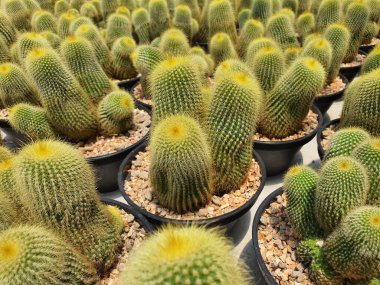 Notocactus Leninghausii küresel bir kaktüs, uzun boylu ve silindirik. Bagajın etrafında altın sarısı dikenler var. Kuru bir yerde..
