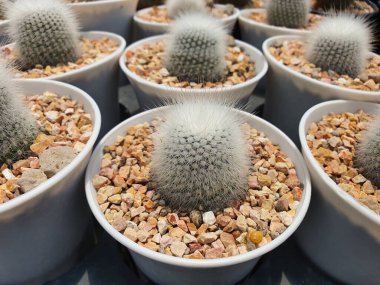 Notocactus Scopa V. Albispinus Succulent bitkisi. Sapından çıkan küresel kaktüs. Saf beyaz piton, sarı çiçekler..