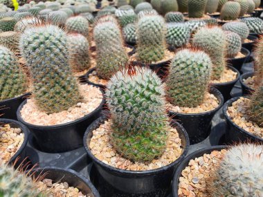 Mamaillaria Bombycina, dikenler ve kısa beyaz tüylerle çevrili sulu bir kaktüs bitkisi, filizlenmesi kolaydır ve tohumların pembe çiçekleri vardır..
