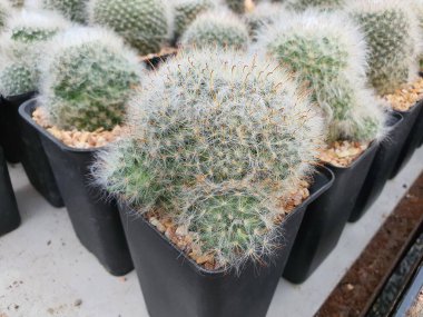 Mammillaria Bocasana tüylü beyaz saçlı bir kaktüstür. Bagaja saçılmış düğmelere bağlı dikenler var..