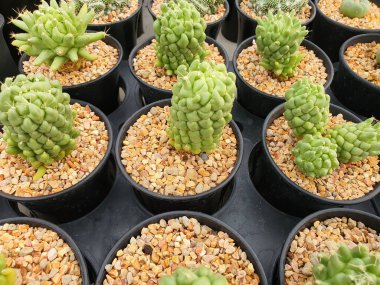 Mammillaria Longimamma Monstruosa sulu bir kaktüstür. Kökleri yuvarlak, yumuşak, silindirik yeşil ve ucunda yumuşak dikenler var..