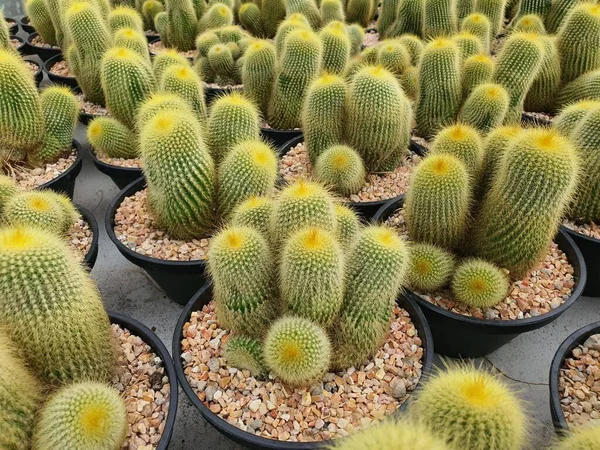 Notocactus Leninghausii küresel bir kaktüs, uzun boylu ve silindirik. Bagajın etrafında altın sarısı dikenler var. Kuru bir yerde..