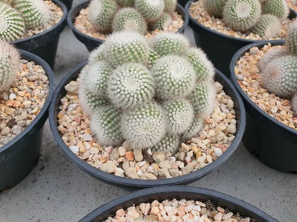 Notocactus Scopa Jest Kaktusem Kulistym Kolce Ułożone Rzędach Srebrnego Koloru — Zdjęcie stockowe